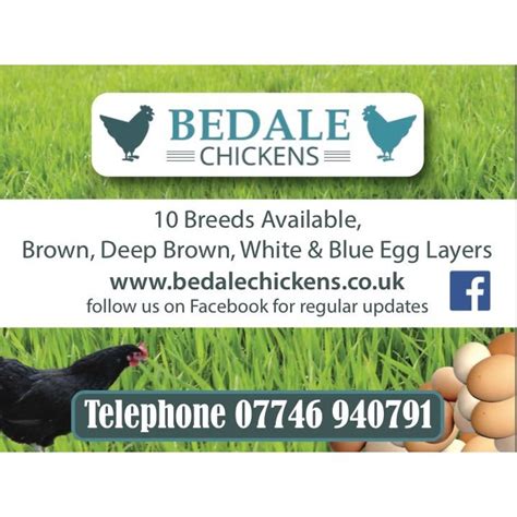 Bedale Chickens